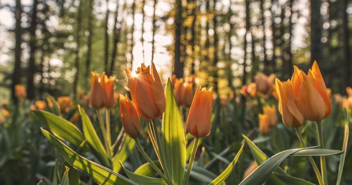 Sosyal Medyanın Geleceği: Değişen Dinamikler ve Kullanıcı Davranışları